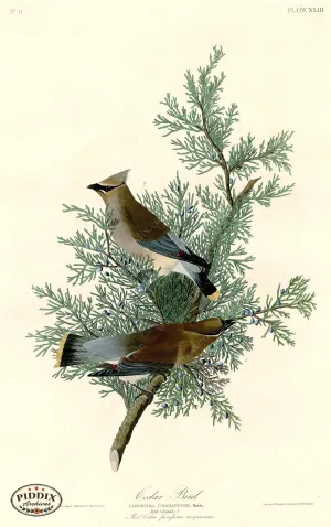 PDXC20578 -- Audubon Cedar Bird