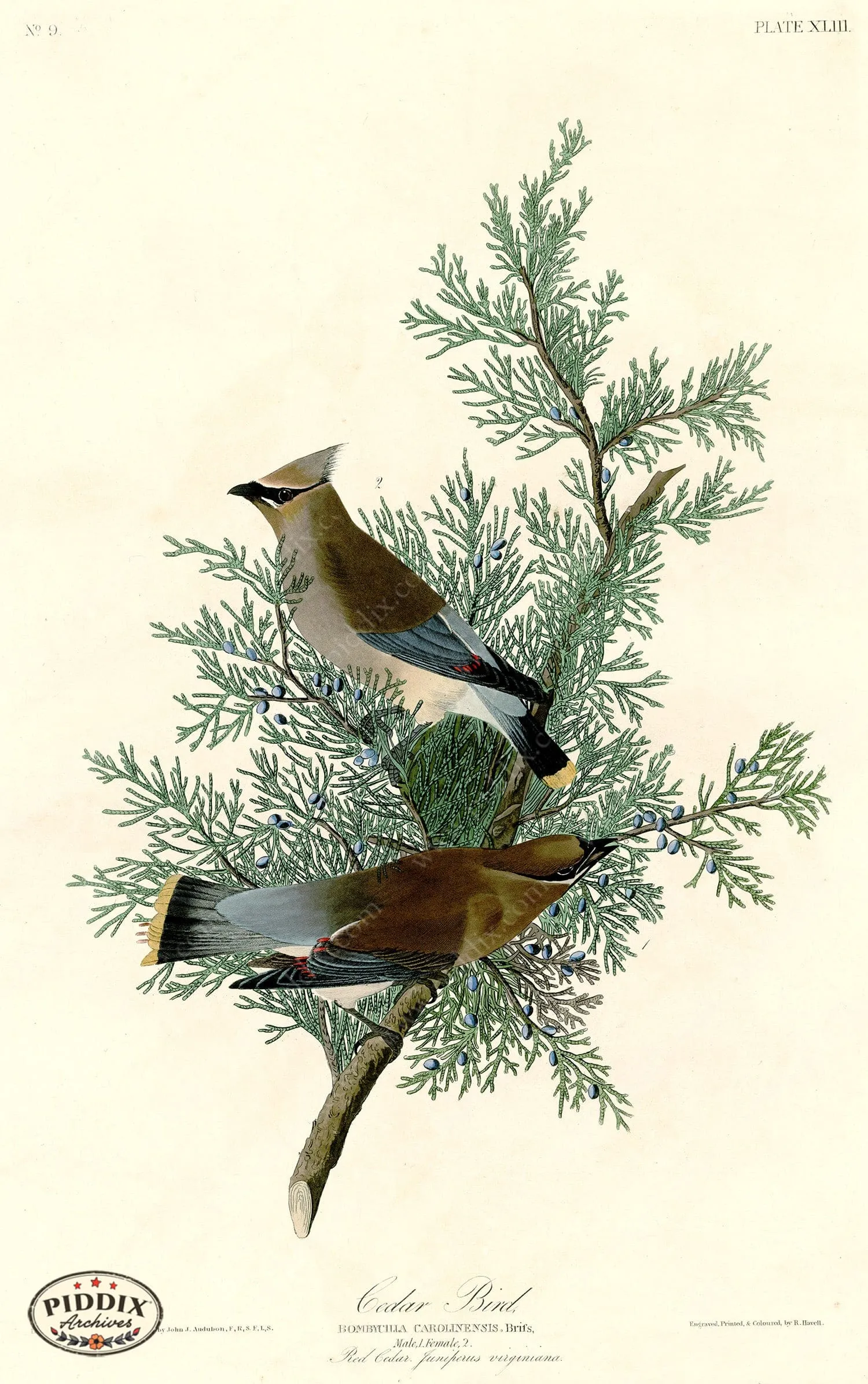 PDXC20578 -- Audubon Cedar Bird